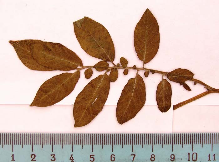 s. stenotomum  holotypus 1681 leaf